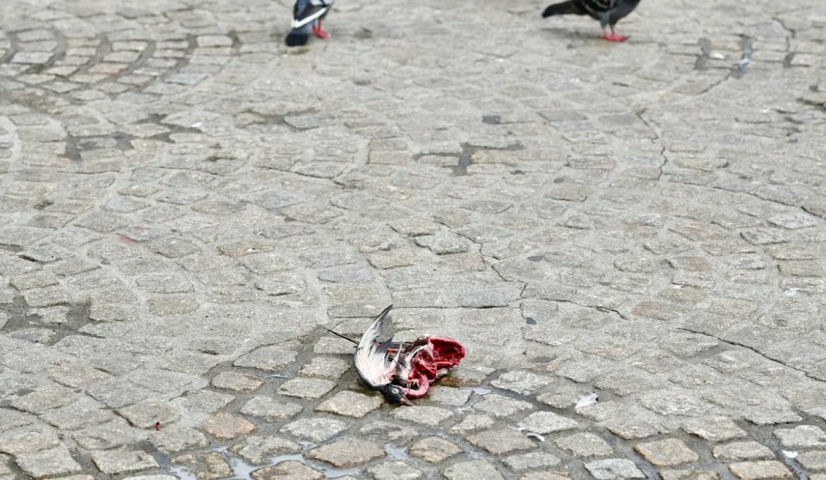 Zinloos geweld Sam L