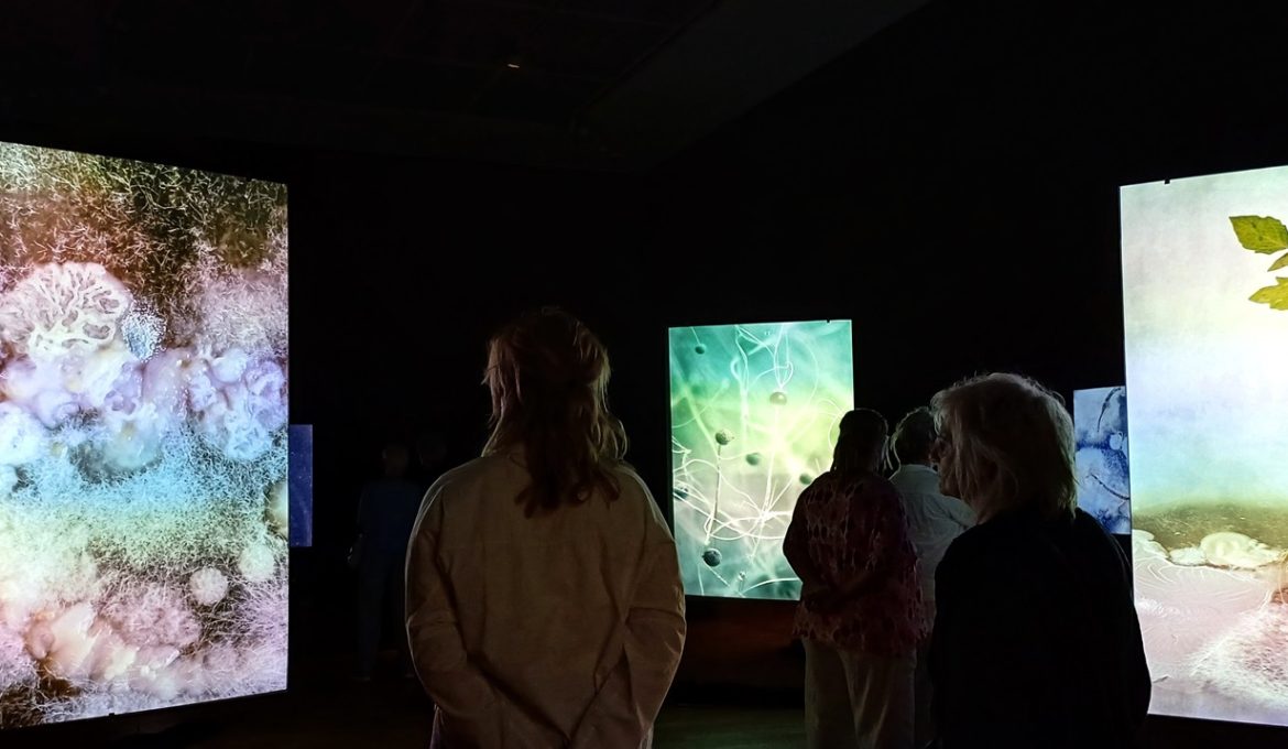 ZIntijd – Project Mycelium van Tinke van der Pouw kraan ism AMOLF en de VU-