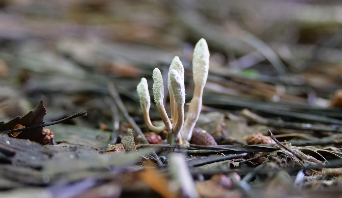 Pixabay column Doortje