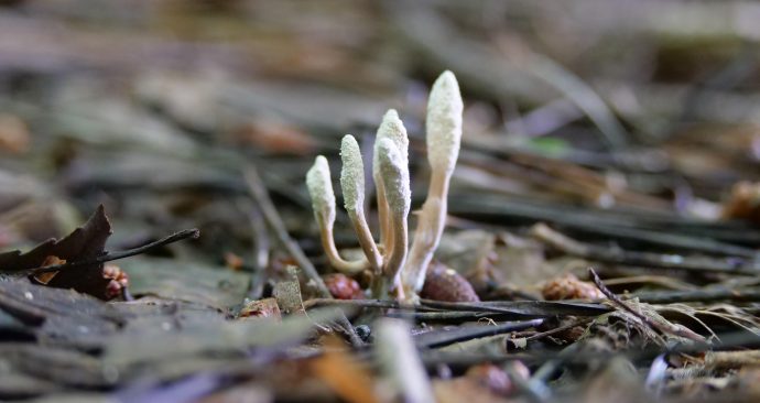 Pixabay column Doortje