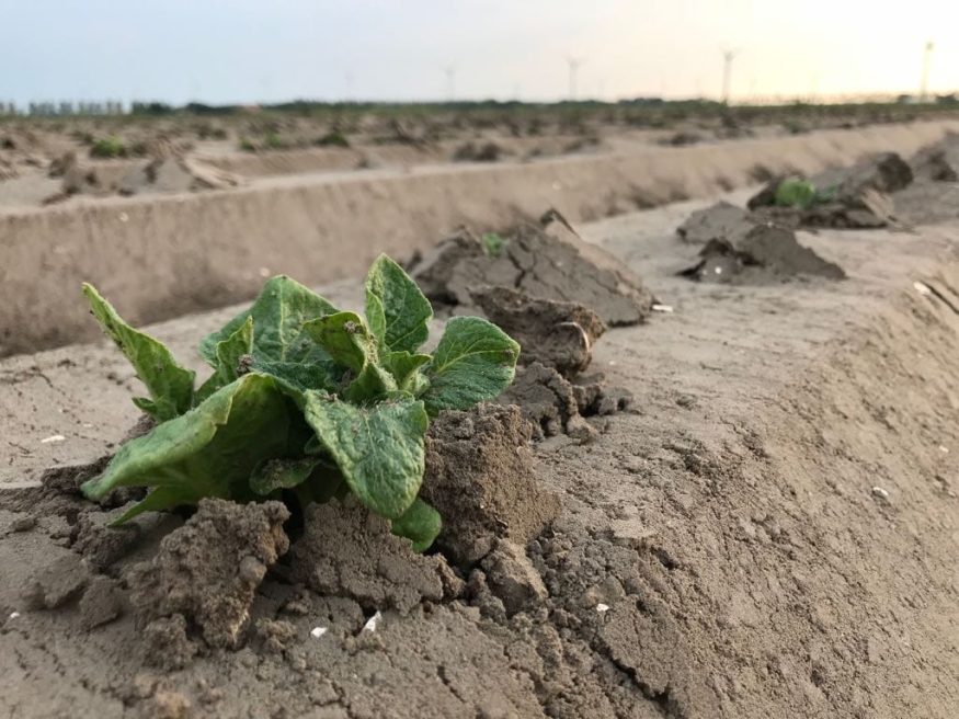 Akker met aardappelplant